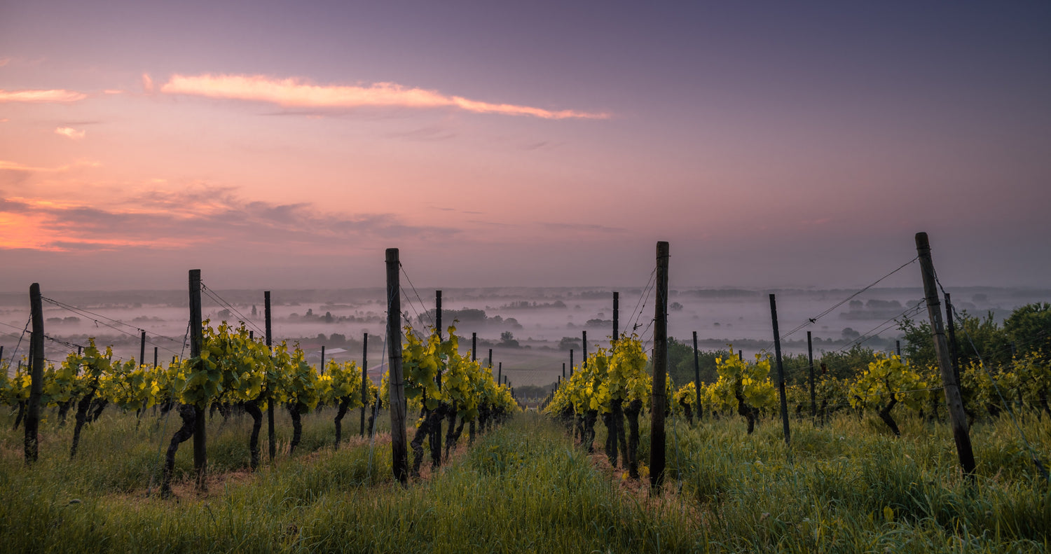 Italian wine landscape with grapevines